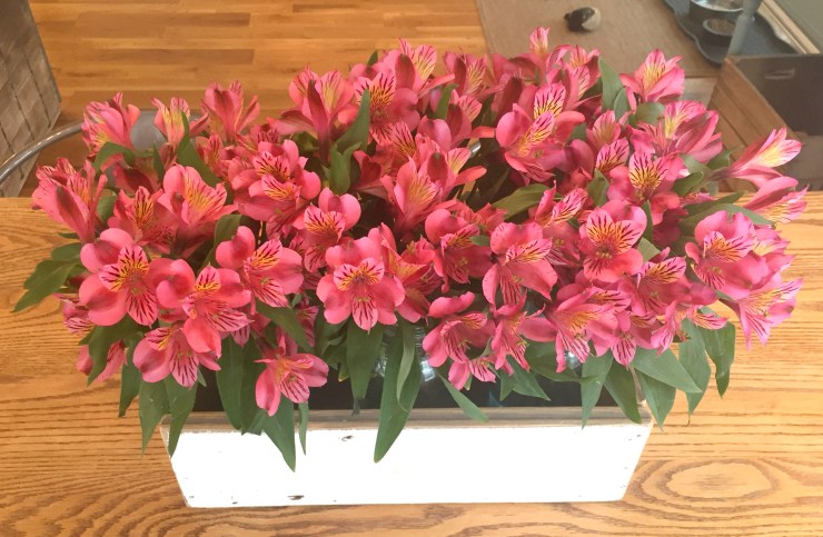 alstroemeria top
